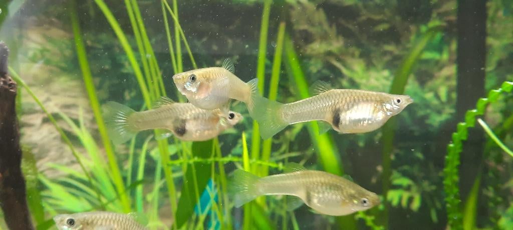 Poecilia wingei – Endler Guppy - zoetwater aquariumvis, Poisson, Poisson d'eau douce, Banc de poissons