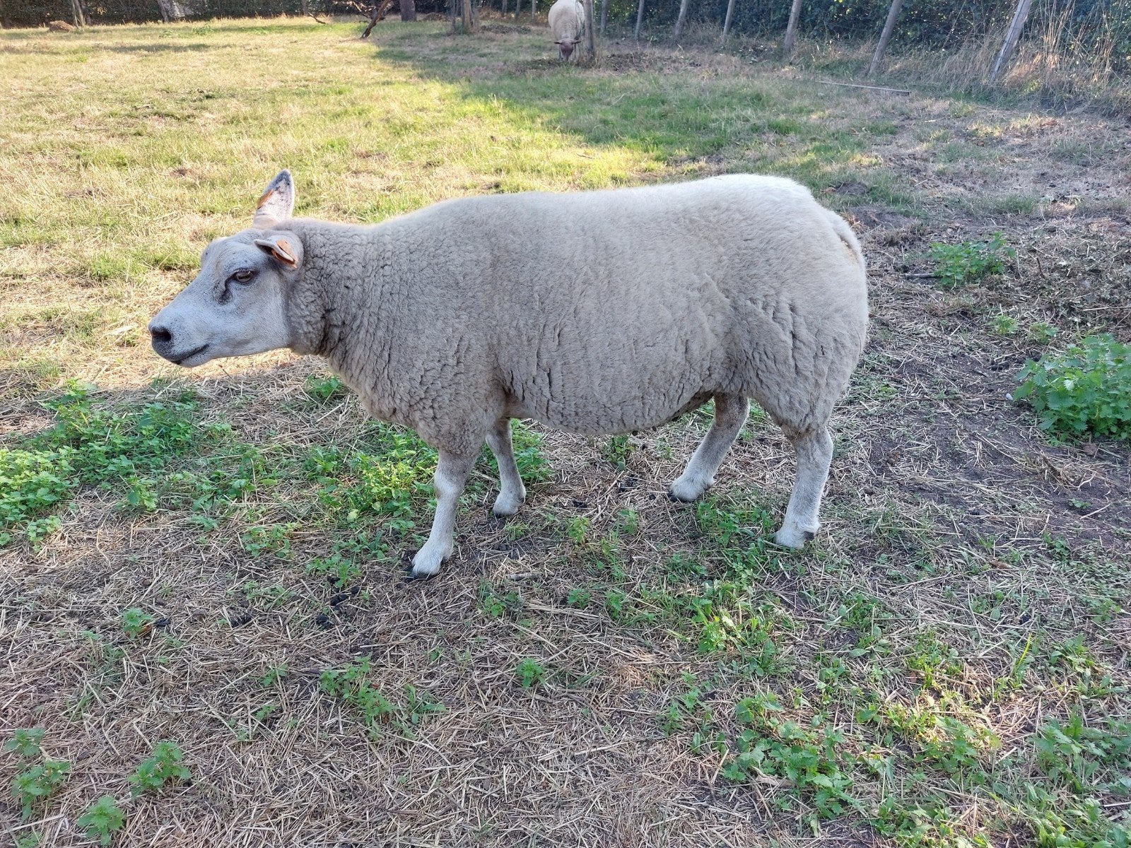 texelooi, Animaux & Accessoires, Moutons, Chèvres & Cochons