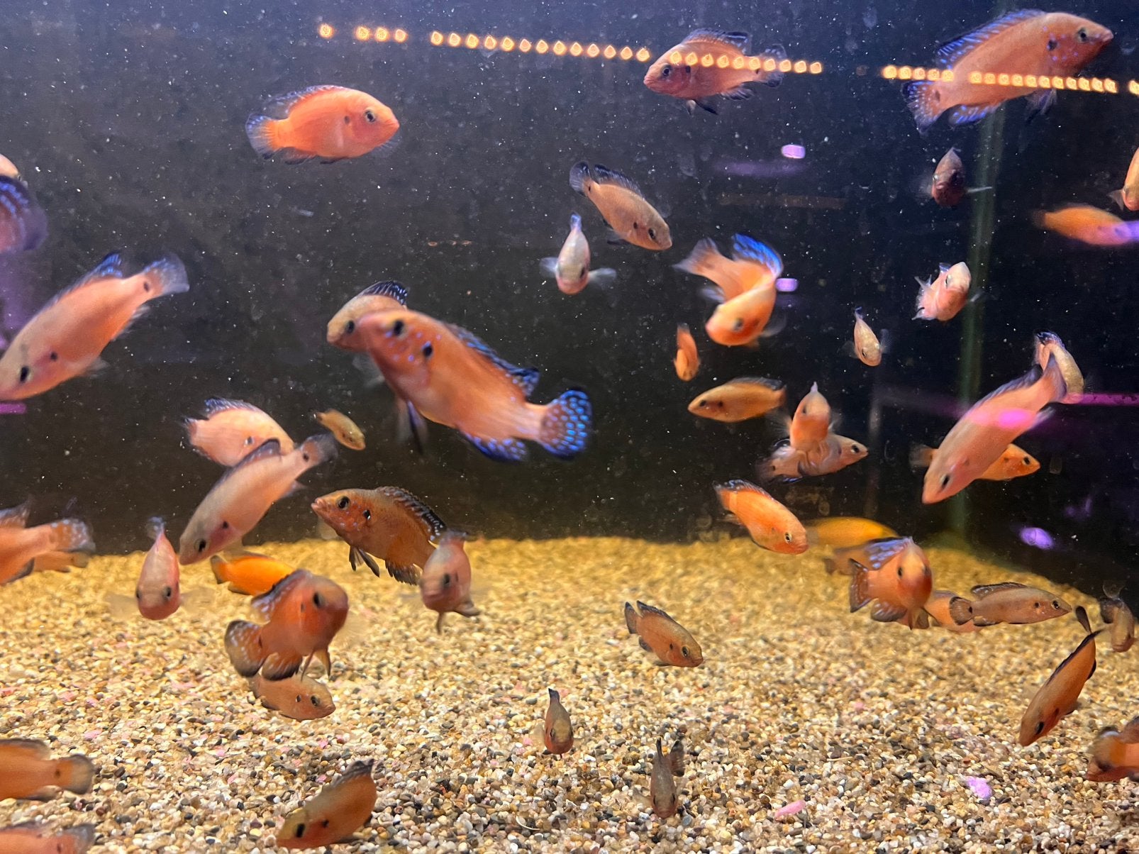 Mooie rode cichliden 4-5 cm., Poisson, Poisson d'eau douce