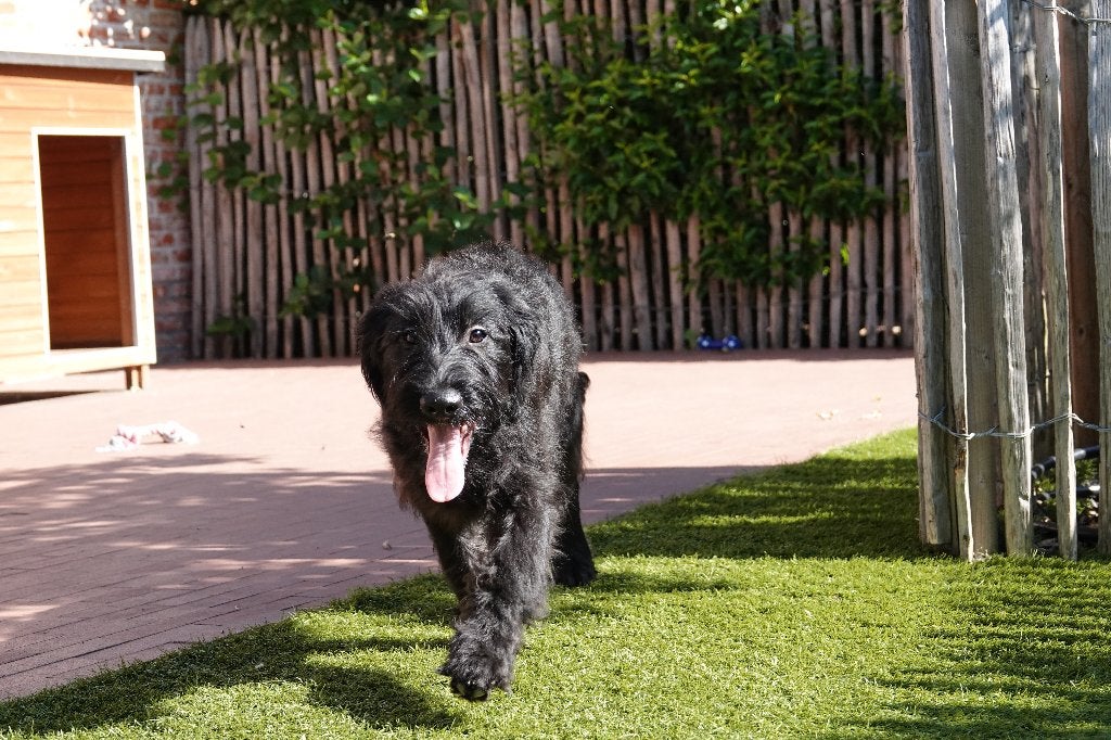 Chiots Labradoodle de taille moyenne (avec pedigree), Autres races, Plusieurs, Hépatite contagieuse (maladie de Rubarth), Belgique
