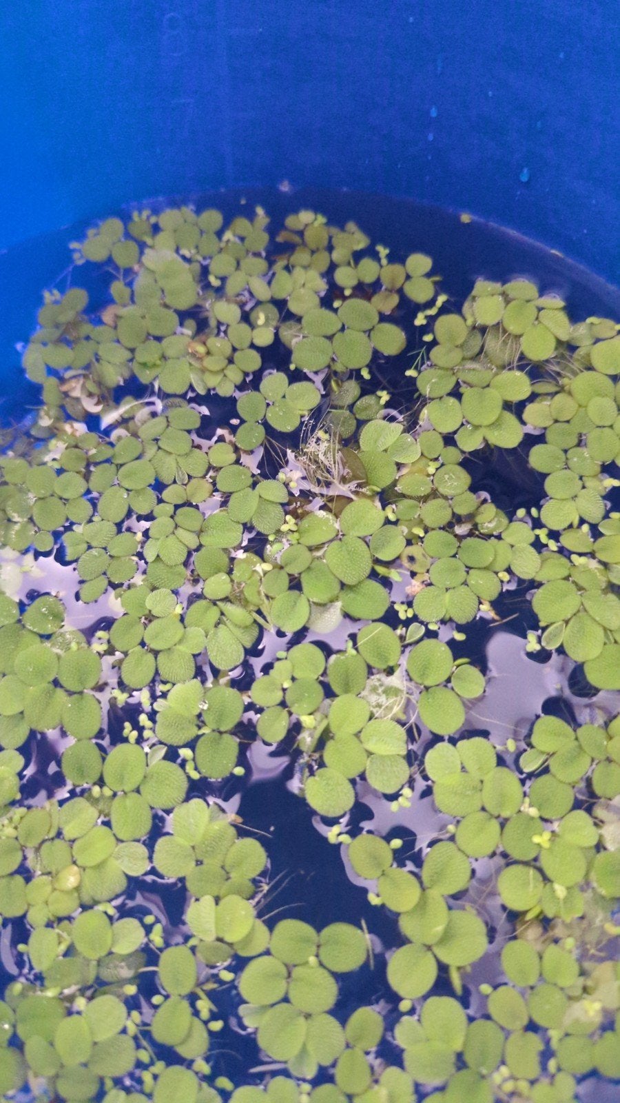 drijfplantjes aquarium, Dieren en Toebehoren, Ophalen