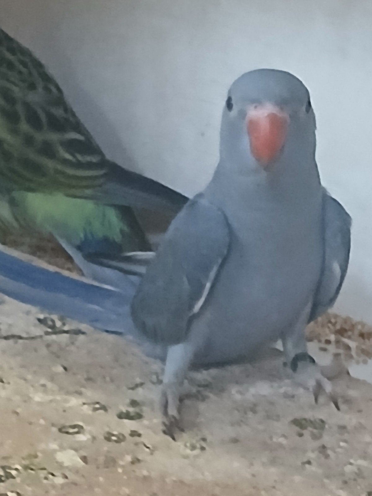 2 rosella  van 2o26  40 st halsbant 1st van 2026