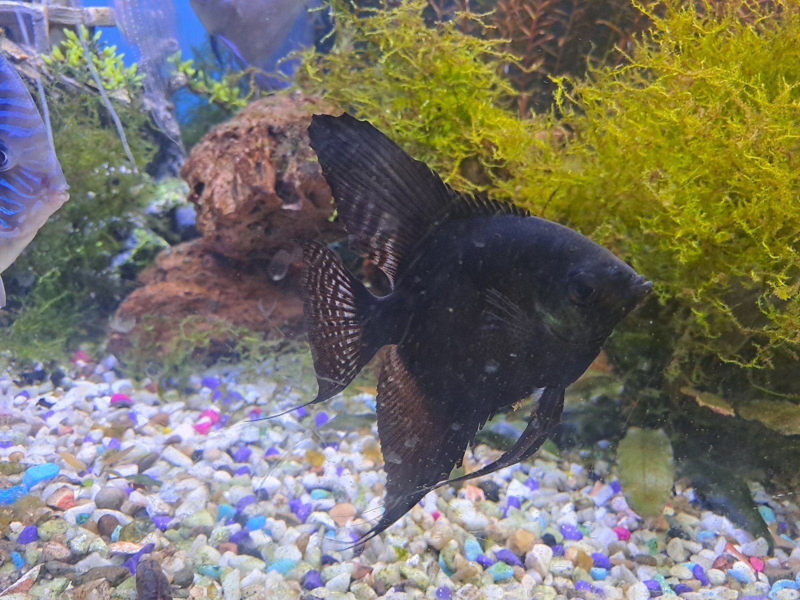 7 discusvissen 2 zwarte maanvissen Inclusief complete tank e