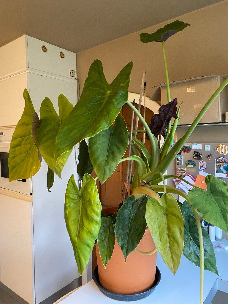 Alocasia wentii, Olifantsoor, 95 cm, Ophalen, Overige soorten, Halfschaduw, In pot
