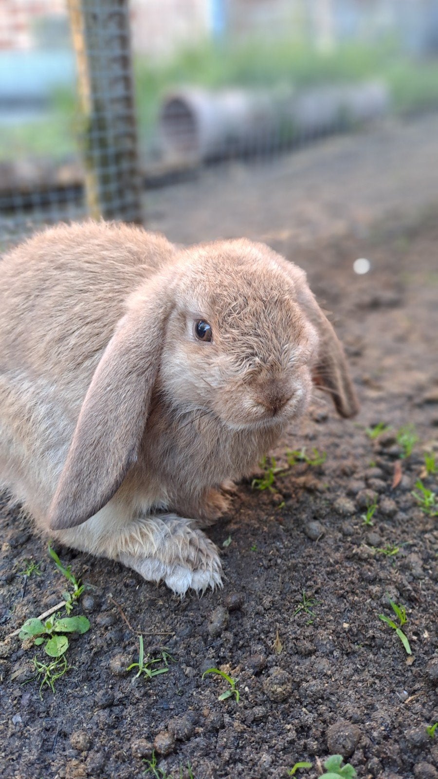 engels hangoordwerg ram, Dieren en Toebehoren