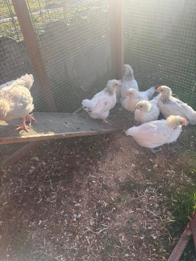 kuikens sussex legkippen en poule de bresse, Dieren en Toebehoren, Meerdere dieren, Kip