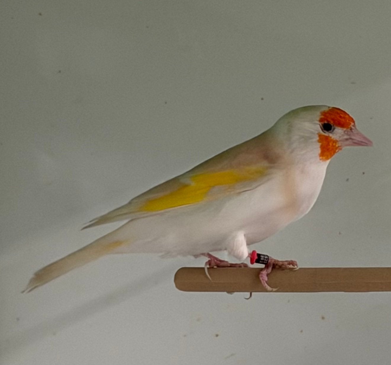 Forse Major Putters, Dieren en Toebehoren, Meerdere dieren, Wildzangvogel, Geringd