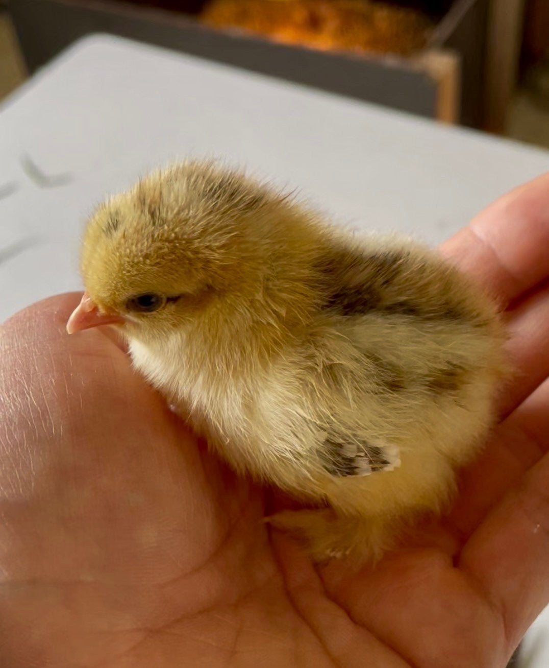 3 Kuikentjes cochin kriel, Geslacht onbekend, Kip