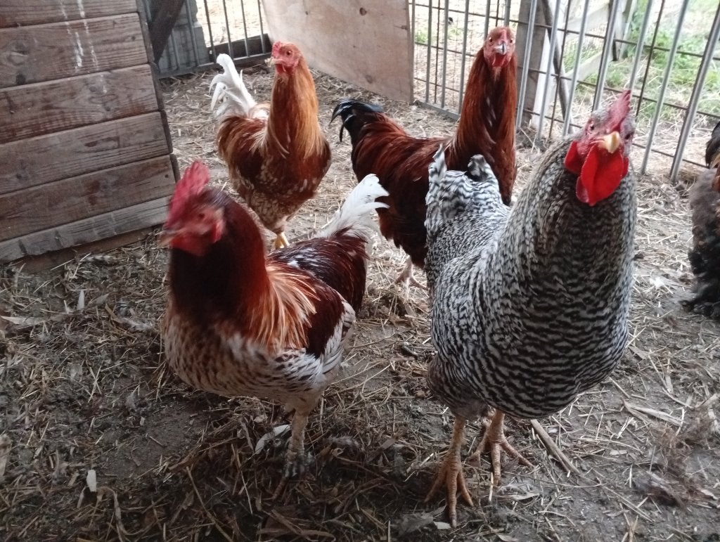 Hanen te koop, Dieren en Toebehoren, Mannelijk, Kip