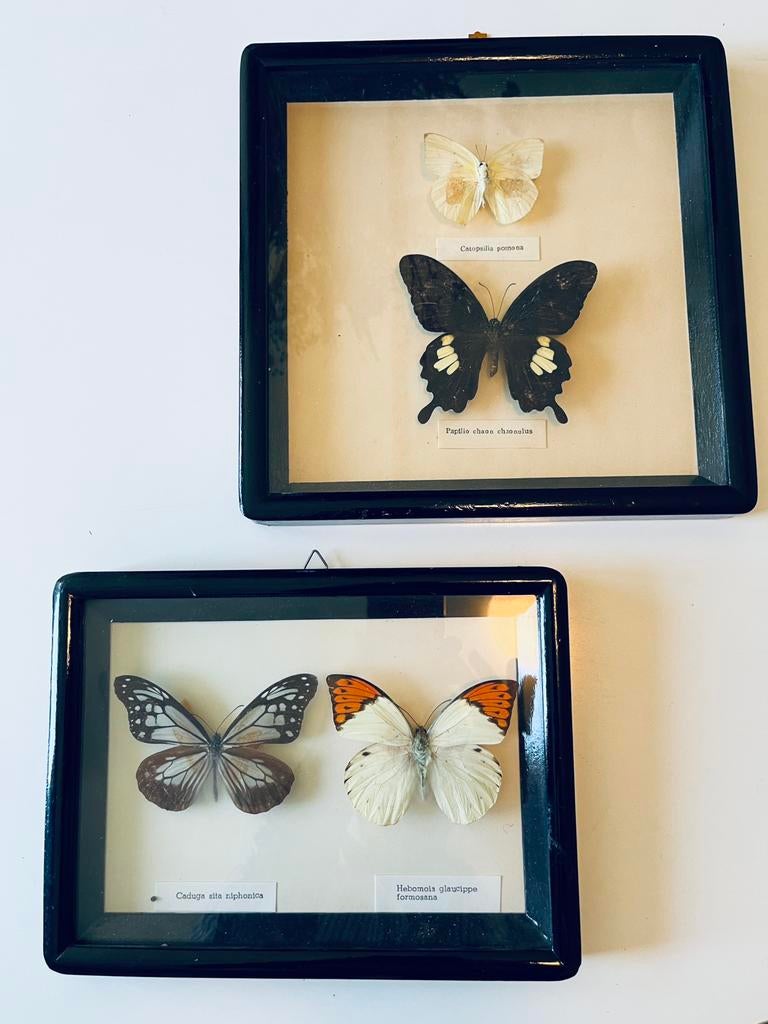 Ingelijste vinders 2 stuks, Verzamelen, Ophalen, Zo goed als nieuw, Insect, Opgezet dier