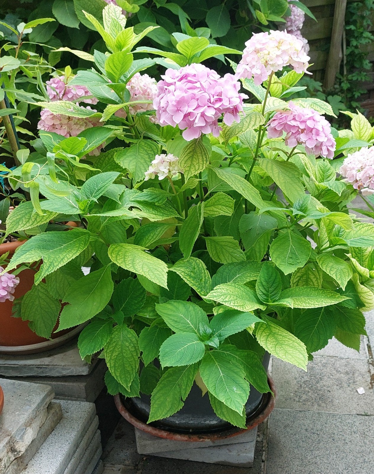 Grand Plante  vivace   .hortensia terrasse jardin, Enlèvement