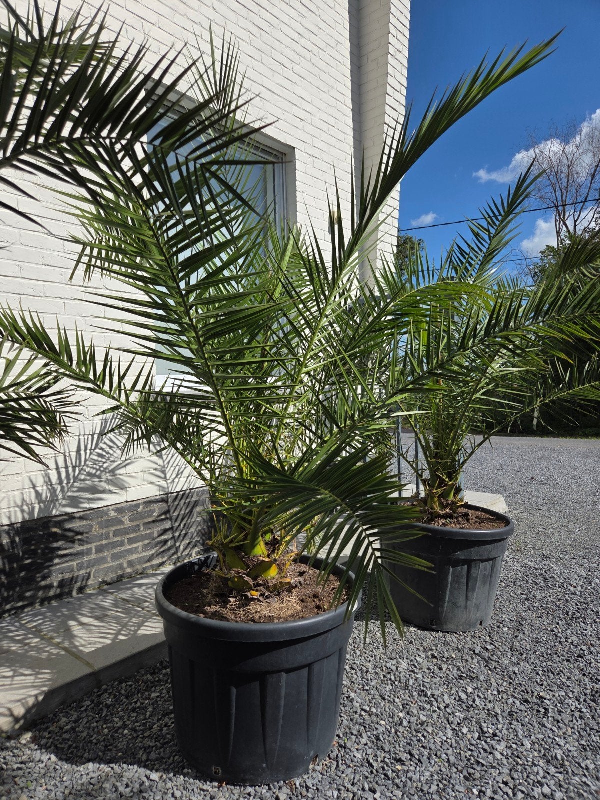 Palmboom Phoenix Canariensis- Dadelpalm, Ophalen, Halfschaduw