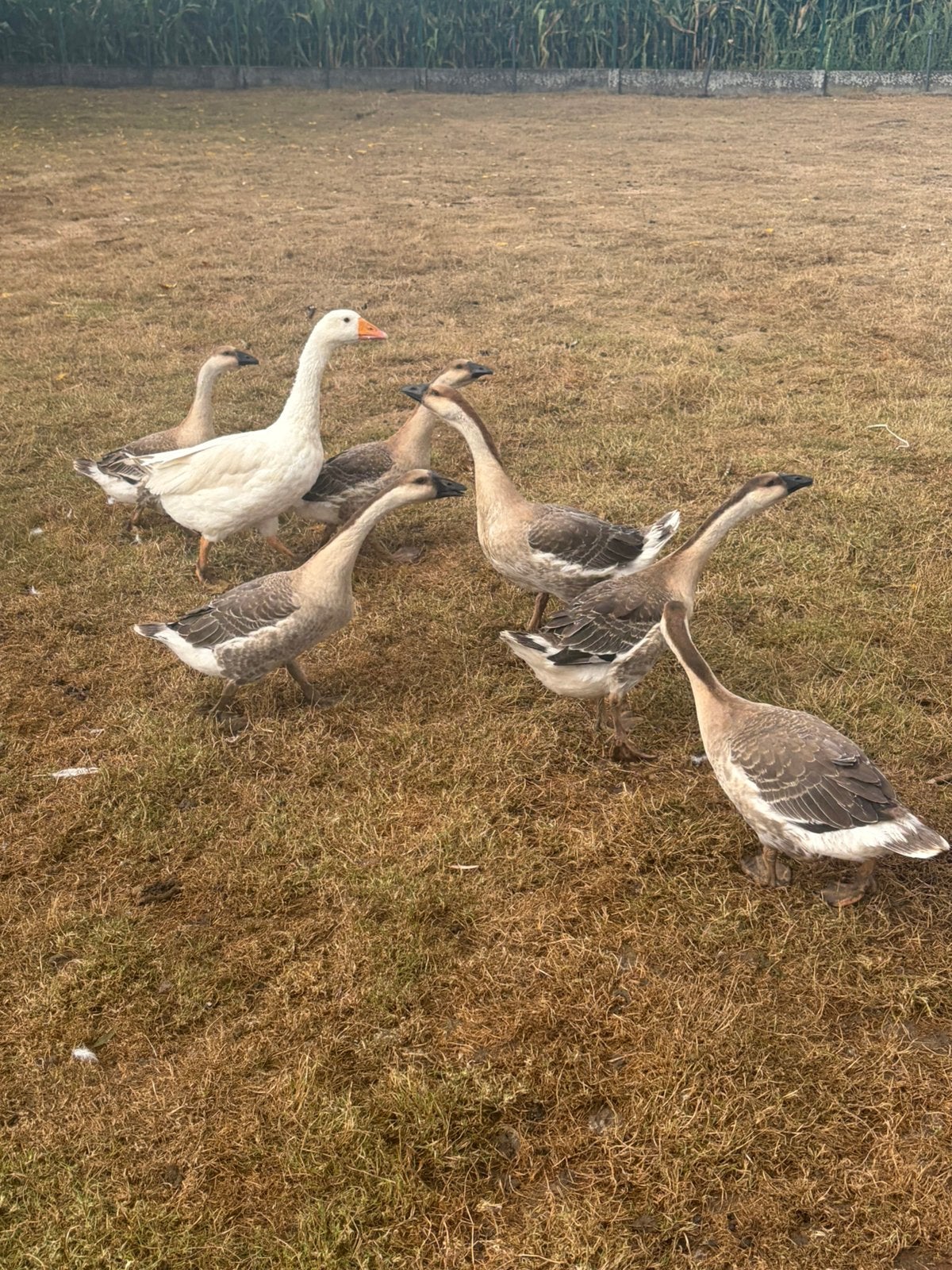 Bruine ganzen, Dieren en Toebehoren, Meerdere dieren, Gans of Zwaan