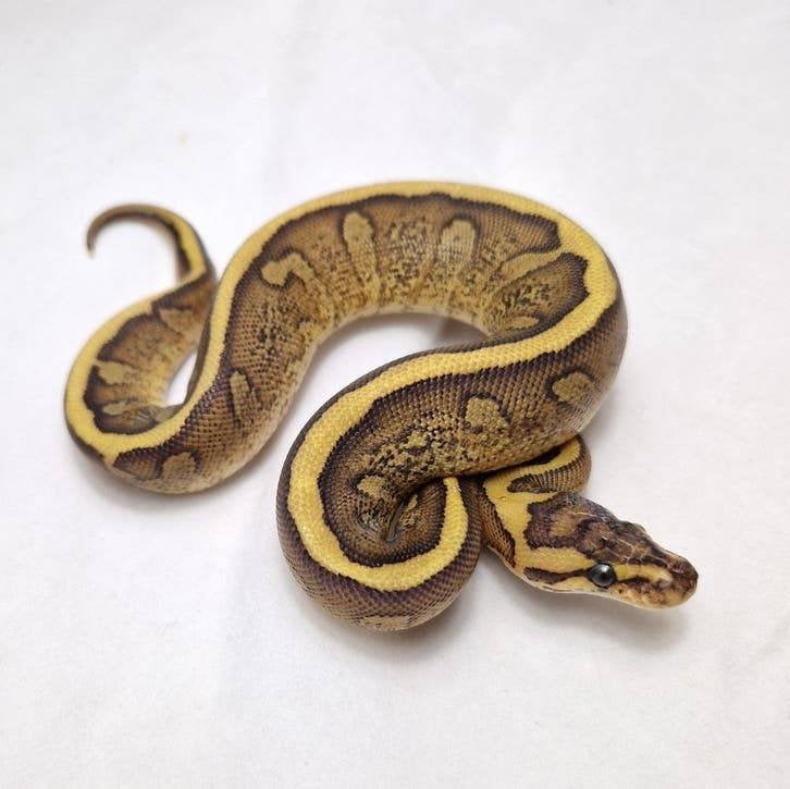 Super Redstripe het Clown koningspython vrouw, Animaux & Accessoires, Reptiles & Amphibiens, Serpent, 0 à 2 ans, Domestique