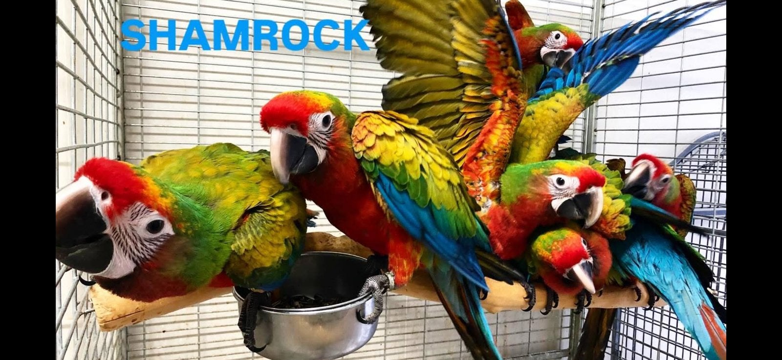 Gezocht shamrock/camelot ara, Dieren en Toebehoren, Vrouwelijk, Papegaai, Geringd