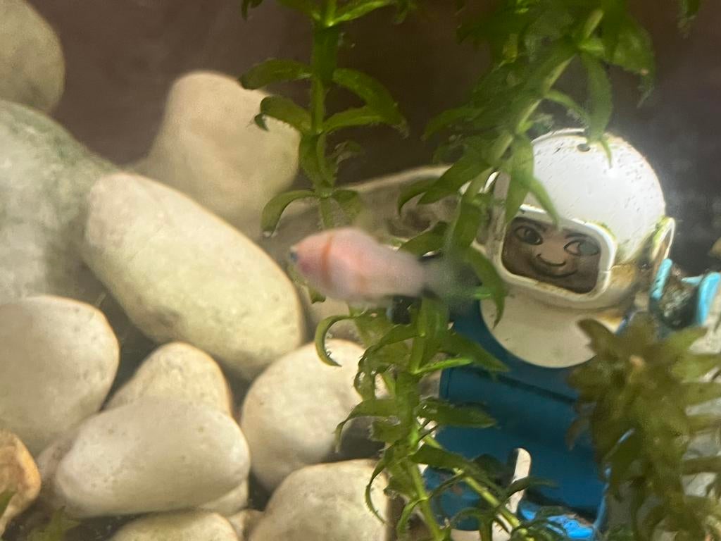Baby platty’s 3 mm tot 2cm, Dieren en Toebehoren, Vissen | Aquariumvissen, Vis