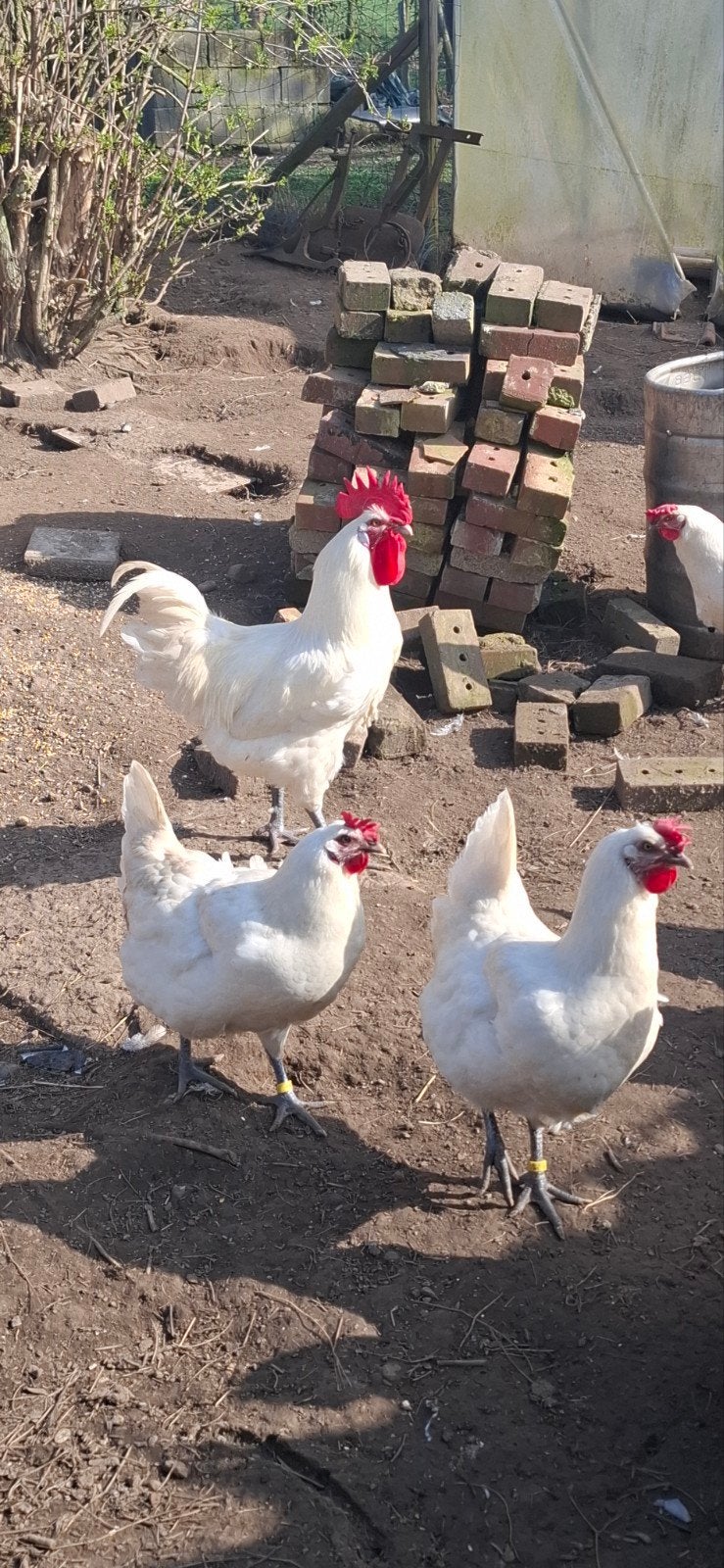Broedeieren Poule De Bresse  , witte kleur  , raszuiver
