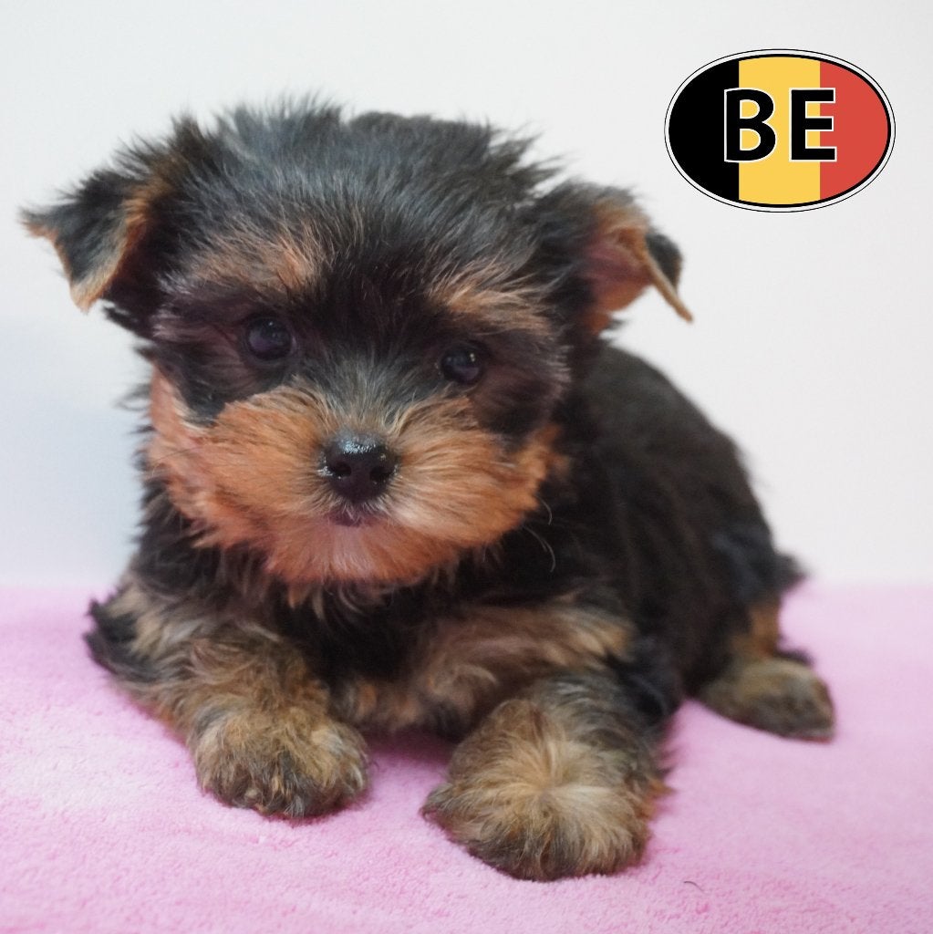 Yorkshire Terriër - Belgische pups te koop, Yorkshire Terriër, België, Handelaar, CDV (hondenziekte)