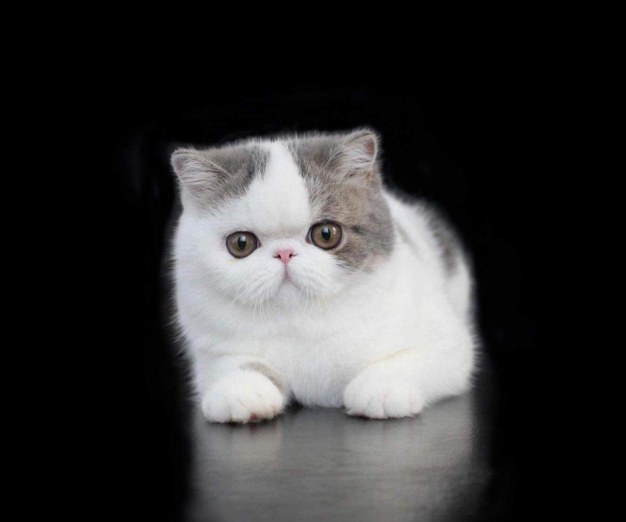 poes Exotische korthaar (voor de fok ), Dieren en Toebehoren, Katten en Kittens | Raskatten | Korthaar, Poes, Met stamboom, 0 tot 2 jaar