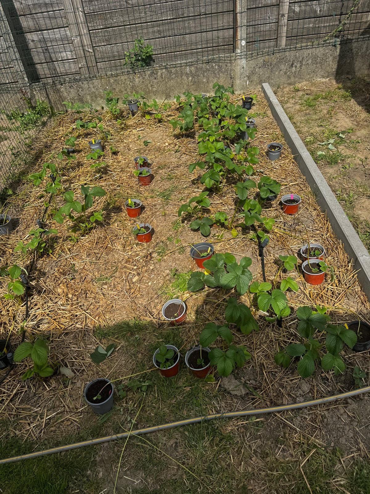 Stekjes pineberry (ananas-aardbei), Jardin & Terrasse, Gazon & Gazon artificiel, Enlèvement, Comme neuf