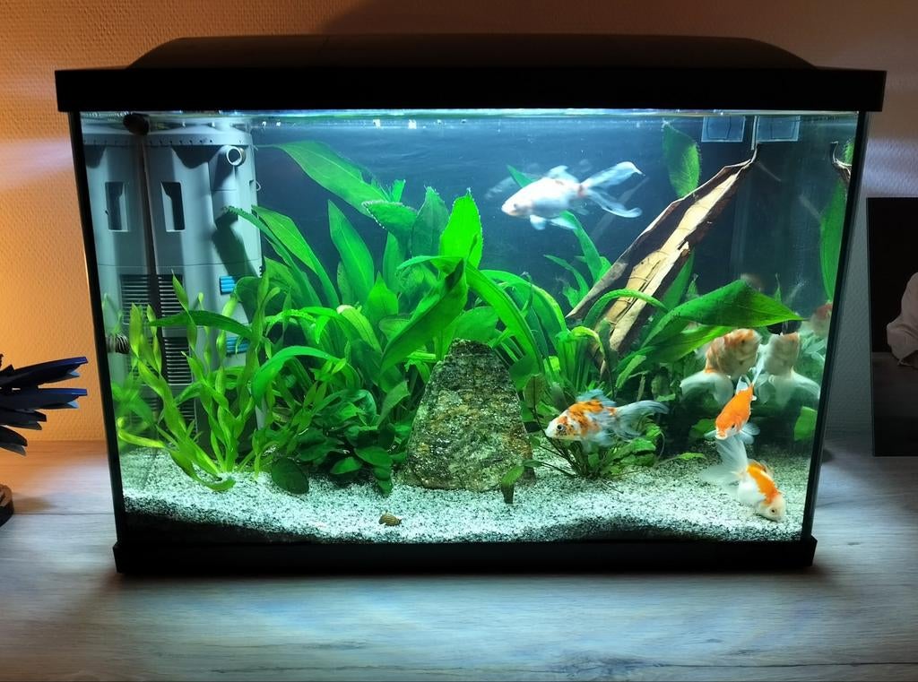 Superfish aquarium 70l met alle toebehoren, Ophalen, Oase