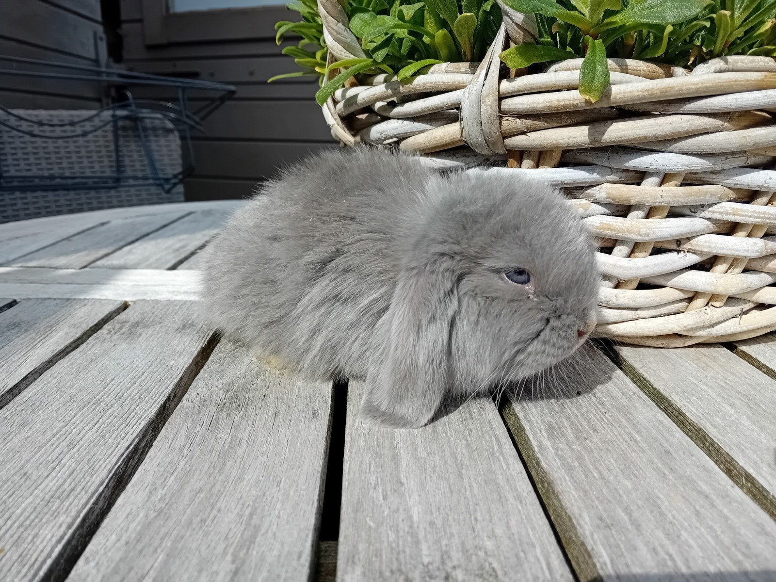 Franse hangoren, Dieren en Toebehoren, Konijnen, Meerdere dieren, Groot, Hangoor, 0 tot 2 jaar