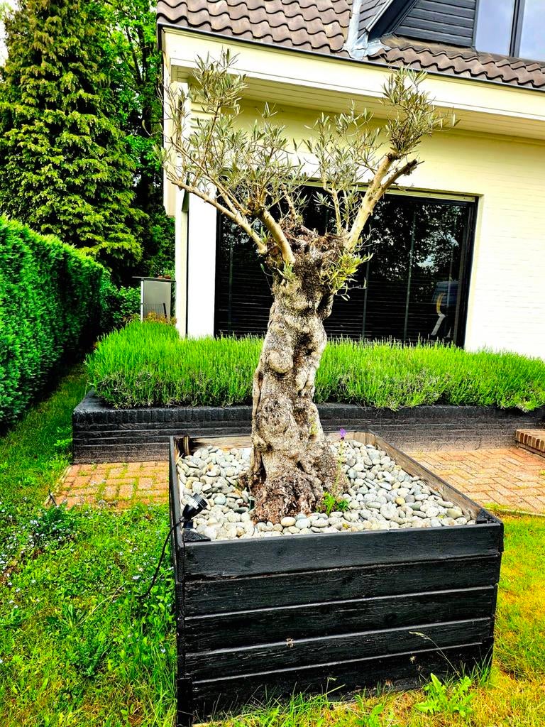 Olijfboom 2m, Tuin en Terras, Planten | Bomen, Ophalen, Olijfboom