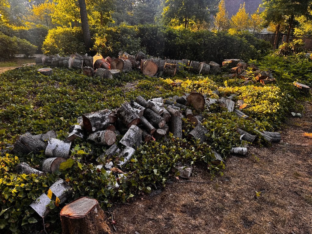 Brandhout, 6 m³ ou plus, Enlèvement, Autres essences de bois, Bûches