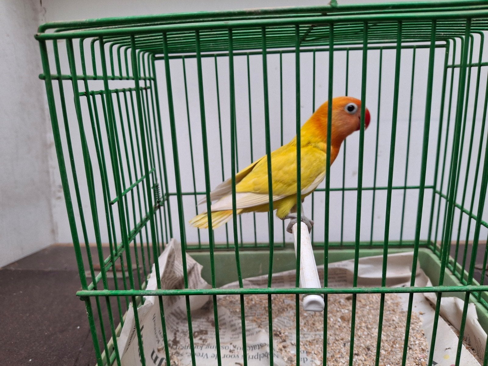 agapornis fischeri, Dieren en Toebehoren, Geslacht onbekend, Dwergpapegaai of Agapornis, Geringd