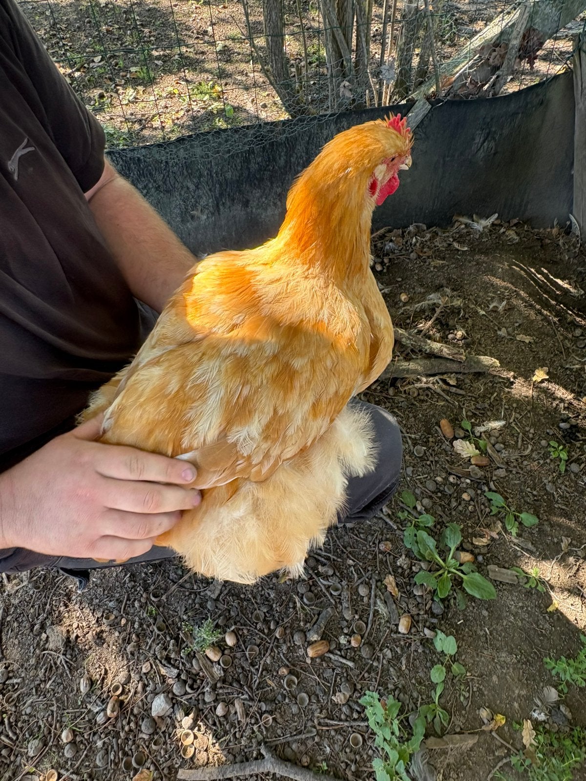 Orpington hanen, Dieren en Toebehoren