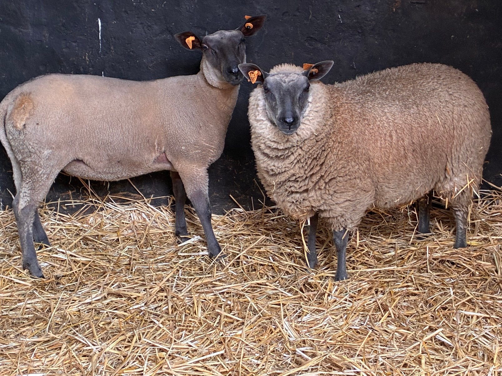 2 Bleu Du Maine ooilammeren, Dieren en Toebehoren, Schapen, Geiten en Varkens, Vrouwelijk, Schaap, 0 tot 2 jaar