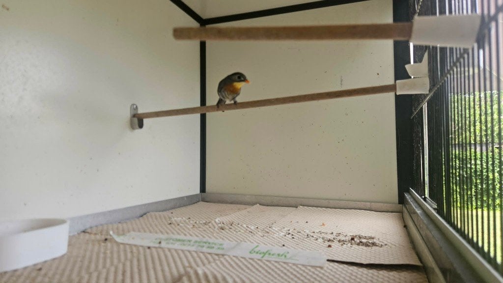 vogels, Dieren en Toebehoren, Vogels | Parkieten en Papegaaien, Meerdere dieren