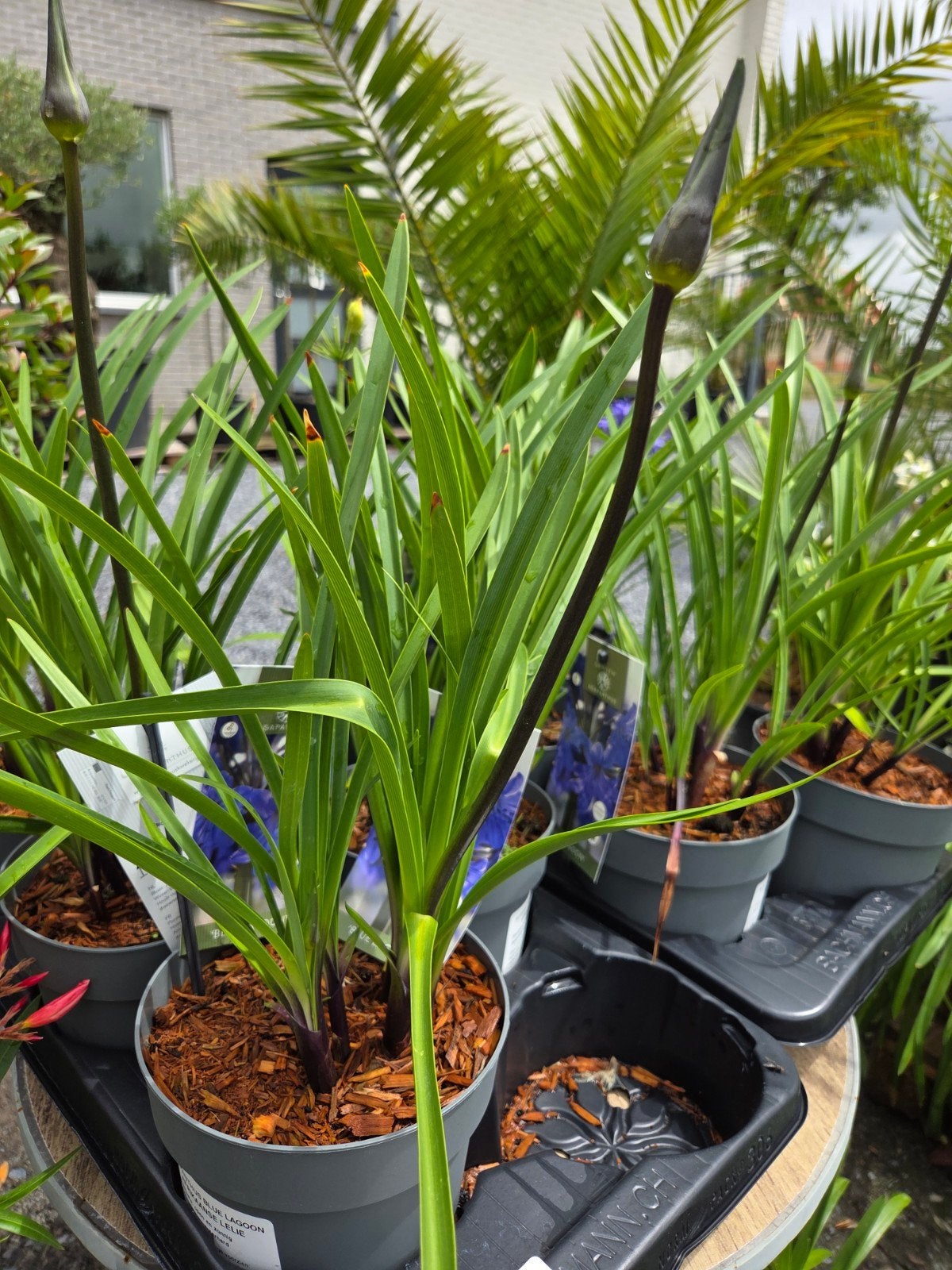 Agapanthus winterharde, Tuin en Terras, Planten | Tuinplanten, Ophalen