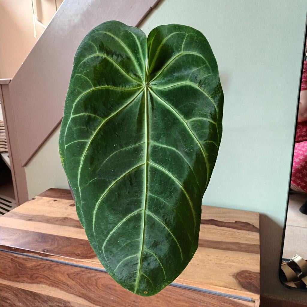 Anthurium magnificum - zaailing, Maison & Meubles, Plantes d'intérieur, Enlèvement ou Envoi