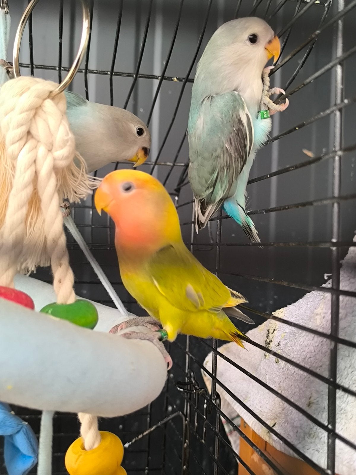 3 agapornis roseicollis, Dieren en Toebehoren, Vogels | Parkieten en Papegaaien, Tam