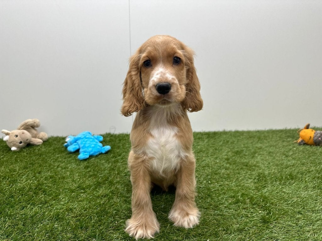 Chiots Cocker Spaniel anglais, Hépatite contagieuse (maladie de Rubarth), Plusieurs, Belgique, Plusieurs animaux