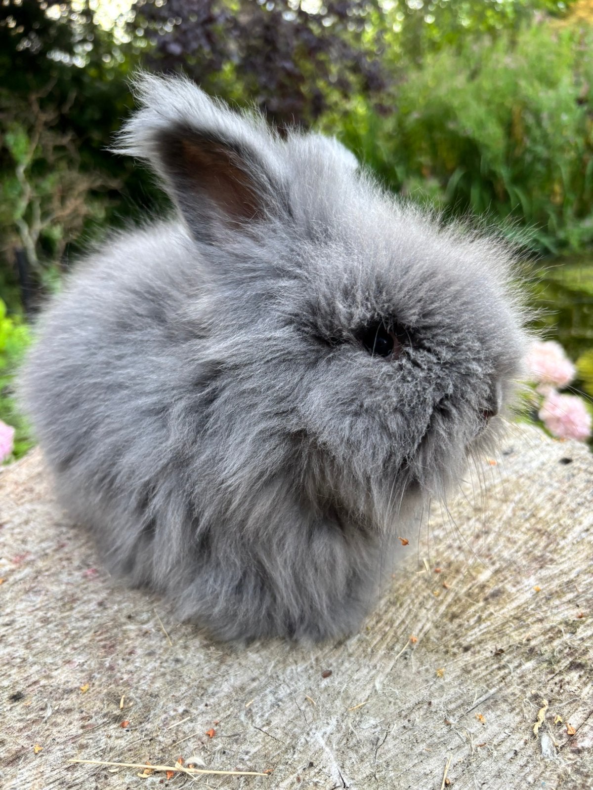 Engelse angora konijn, raszuiver, Mannelijk, Middelgroot, 0 tot 2 jaar