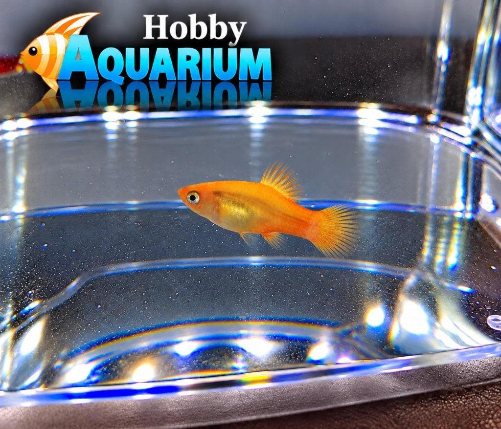 Hobbyaquarium XIPH Mac Marigold platy, Vis, Zoetwatervis, Schoolvis