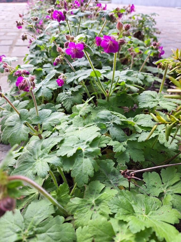 Bodembedekkers geraniums 40st per bak (8,00 per bak)KOOPJE, Tuin en Terras, Ophalen, Bodembedekkers, Vaste plant, Halfschaduw