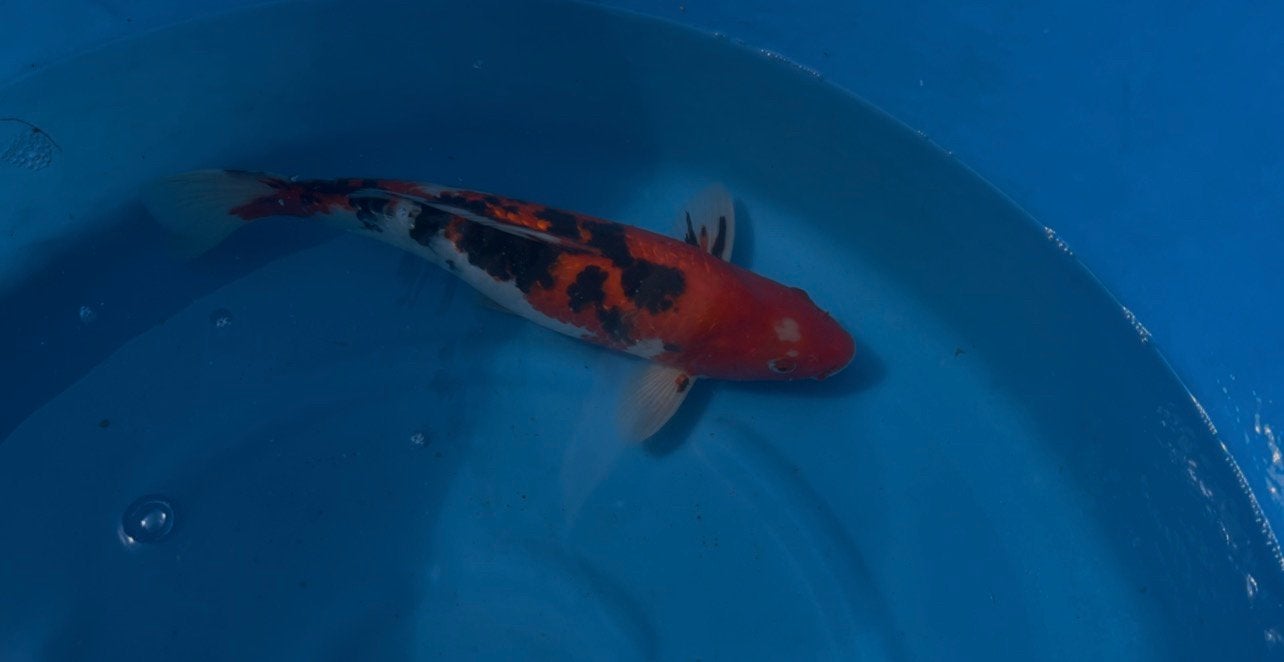 Ginrin Gosanke, Dieren en Toebehoren, Karper of Koi