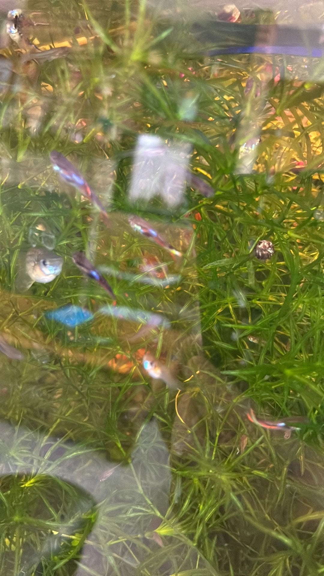 Endler gupies, Poisson d'eau douce