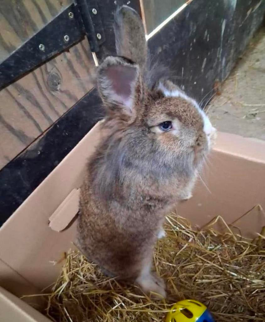 Dwerkonijn, Dieren en Toebehoren, Konijnen, Vrouwelijk, Middelgroot, 0 tot 2 jaar