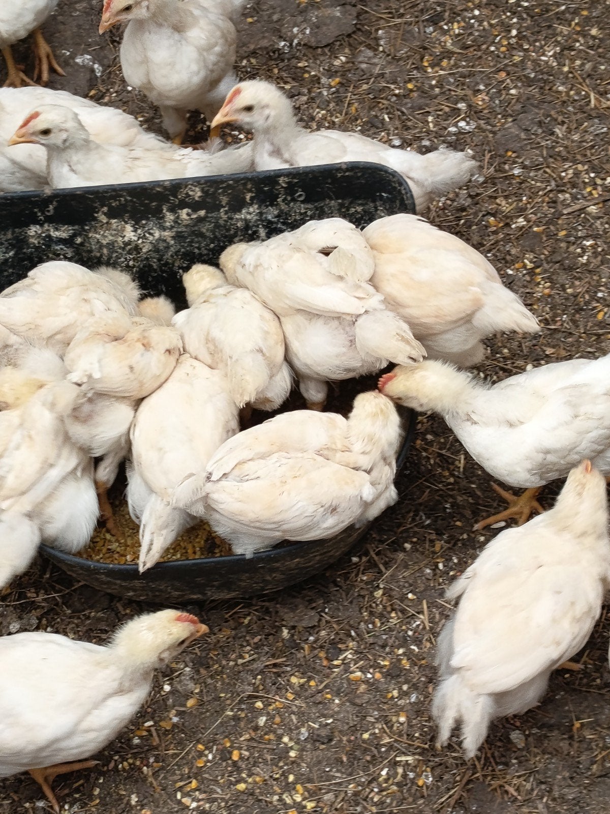 dunghorns, Animaux & Accessoires, Volatiles, Poule ou poulet, Mâle