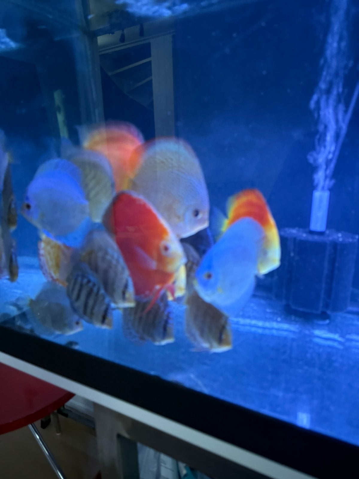 Discusvis, Vis, Zoetwatervis, Schoolvis