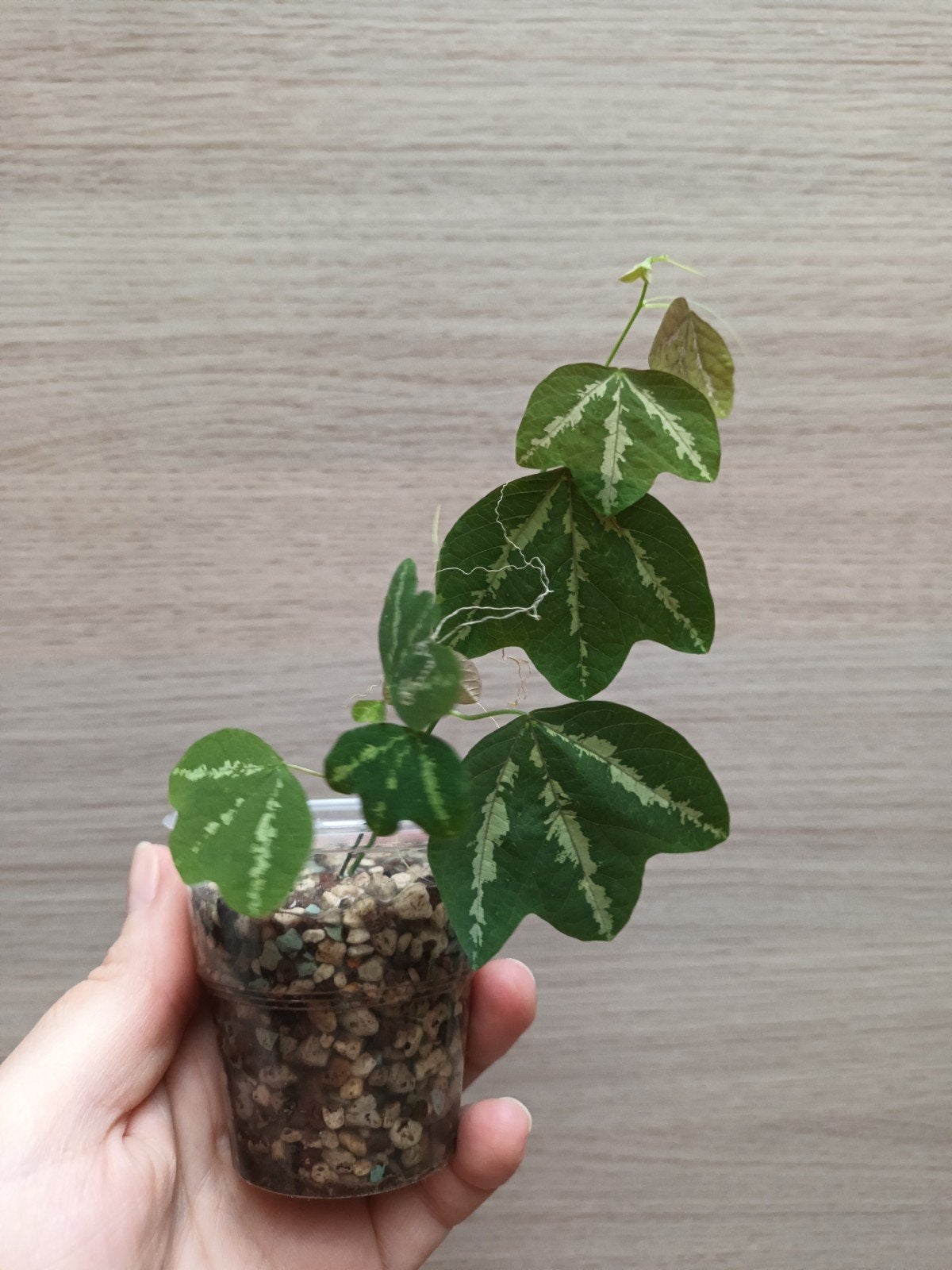 Passiflora trifasciata, Enlèvement ou Envoi
