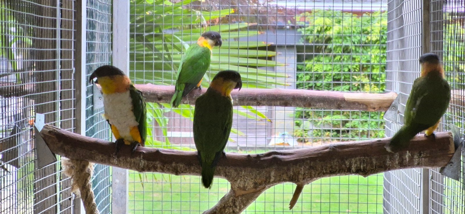 Caïques à tête noire, Animaux & Accessoires, Femelle, Perroquet, Bagué