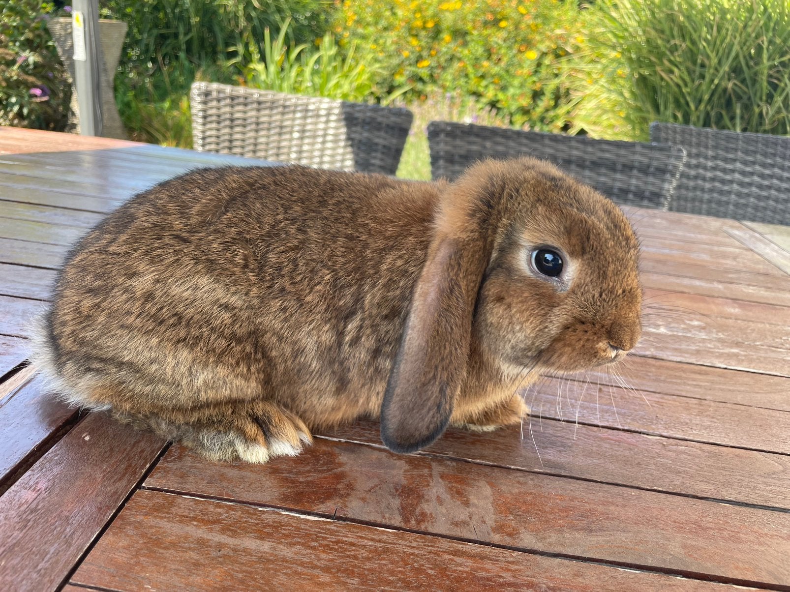 Minilop konijntje, Dieren en Toebehoren, Konijnen