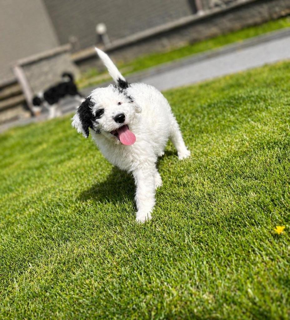 Lieve Bordoodle pup f1 wavy vacht (border collie x poedel), Dieren en Toebehoren, Honden | Herdershonden en Veedrijvers, Meerdere dieren