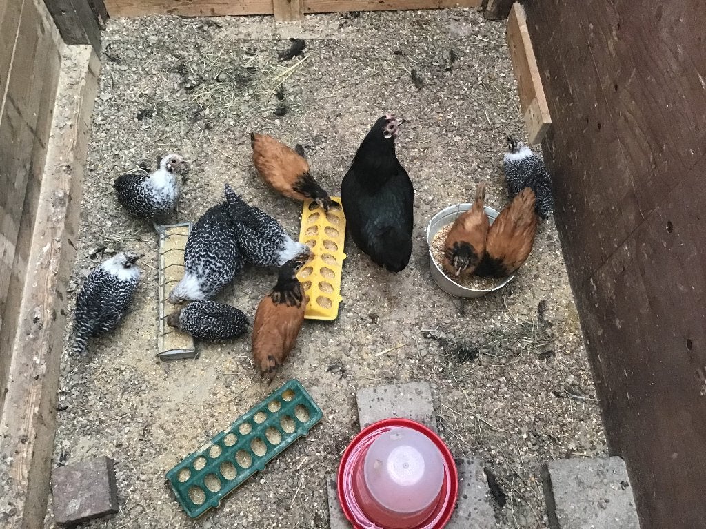 Kip met haar Zilverbrakel kuikens, Dieren en Toebehoren, Vrouwelijk, Kip