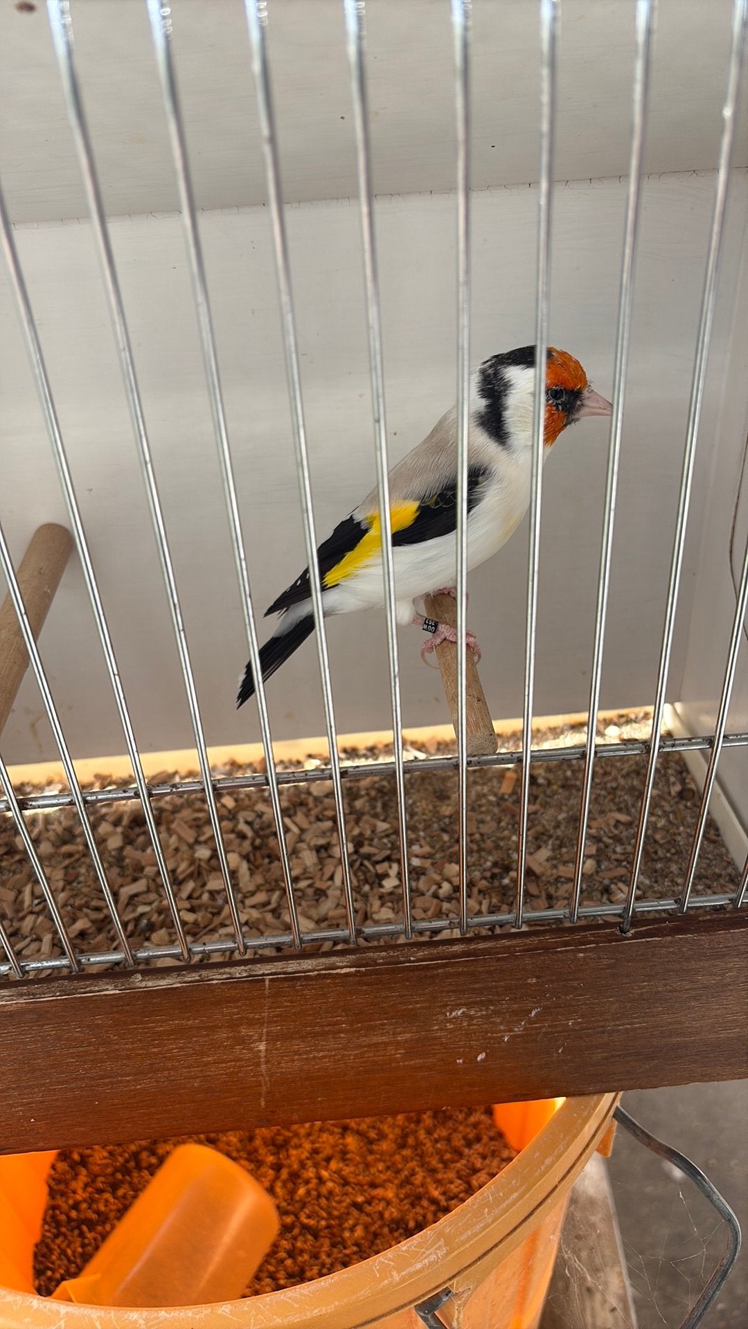 Chardonneret, Animaux & Accessoires, Mâle